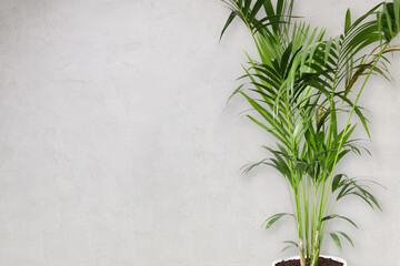 Copy space of concrete wall in an office interior with large potted palm