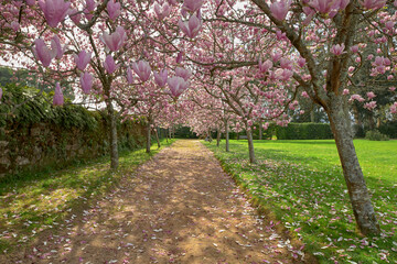 Several magnolia trees in bloom at the edge of a path.