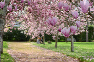 Fototapeta na wymiar Close-up of the flowers of a Chinese magnolia tree.