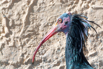 Northern bald or waldrapp ibis the endangered species