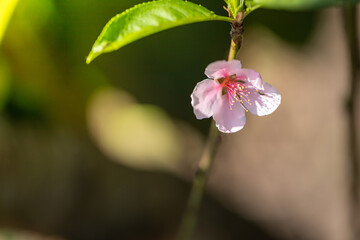 Sakura flowers blooming blossom in Chiang Mai, Thailand