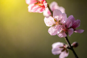 Sakura flowers blooming blossom in Chiang Mai, Thailand
