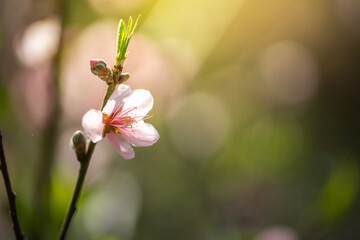 Sakura flowers blooming blossom in Chiang Mai, Thailand
