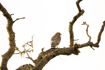 Back of Red Shoulder Hawk