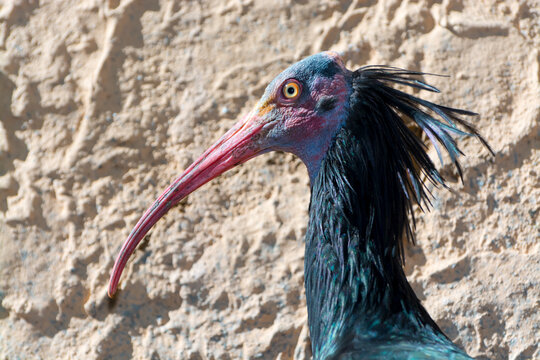 Northern bald or waldrapp ibis the endangered species