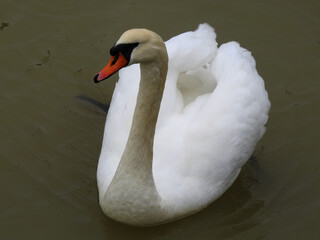 Top view of the swans on the river close up