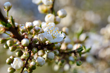 White flowers on the branches of trees in the spring