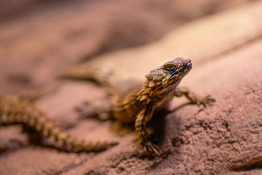 Selective focus shot of armadillo girdled lizard