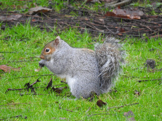 Side view of a gray and white red red squirrel sitting on the grass with food