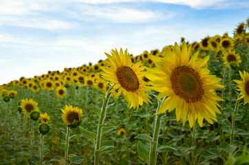 Field of yellow sunflowers against a blue sky