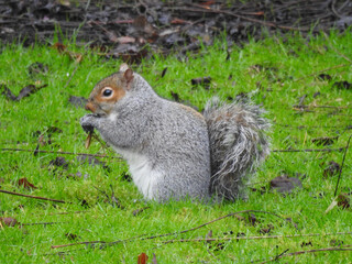 Side view of a gray and white red red squirrel sitting on the grass with food