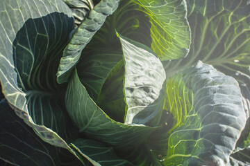 Green cabbage in bright contrasting light. Farming and harvesting. Planting plants in the garden