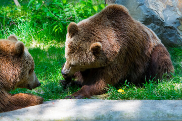 Plakat European brown bears are laying on the ground
