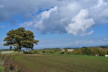 Obraz premium 美瑛の丘で見た独特な枝ぶりの木の情景＠北海道