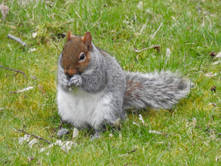 The squirrel stands on two legs and holds food