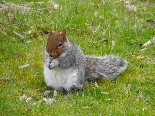 The squirrel stands on two legs and holds food