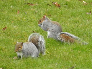 Two gray-red-and-white squirrels on green grass