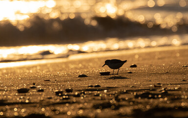 bird on the beach