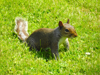 Obraz premium Squirrel on green grass