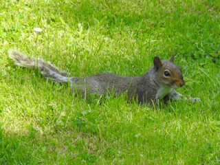 The squirrel is lying on the green grass