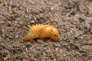 Pupa or Worm on nature Background.
