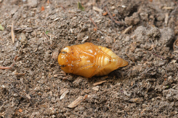 Pupa or Worm on nature Background.