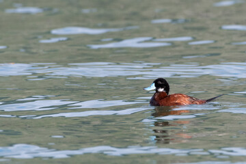Pato Rojizo Andino de la laguna de Yahuarcocha