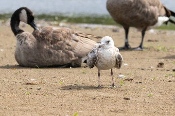 Second winter Herring gull on a sandy beach with Canada Geese in the background (Larus argentatus smithsonianus). Ottawa, Ontario, Canada