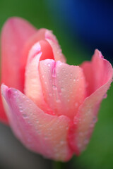 Fototapeta premium ピンクのチューリップについた雨水の粒