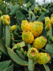 The thorny cactus tree. Ripe fruits. Raw cactus fruits close-up. Prickly fig, prickly pear and chives