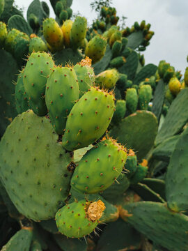 Cactus fruit, spiny cactus, Vertical cactus photo, Green photos, Prickly fig, prickly pear and chives