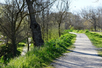 Camino en el bosque