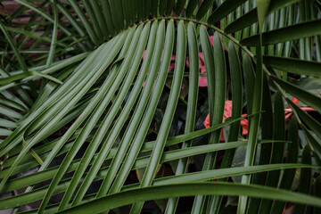 Fototapeta na wymiar palm tree leaves texture in courtyard