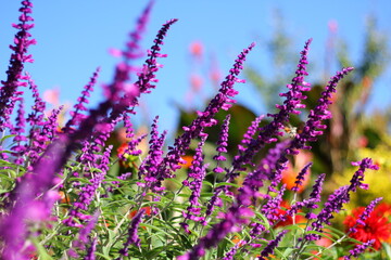 Obraz premium Chirpy purple lavender flowers, flamboyant flower garden, tall pink and purple flowers