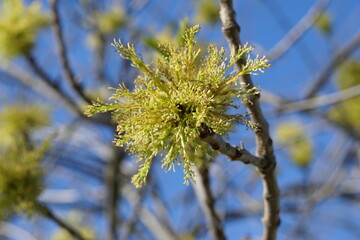 Flor amarilla