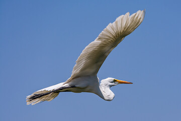 Garza volando