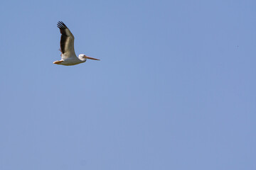 Pelicano en vuelo alas abiertas