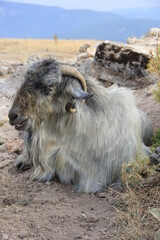 Fototapeta premium Sacrificial goat or sheep. Old Goat sitting on the mountain. Muslim feast of sacrifice.