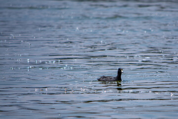 ave en un lago