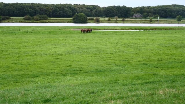 View over a horse pasture into the valley of the river Maas near the city from Kessel in the Dutch province of Limburg, a small herd of young horses is playing and grazing near the bank