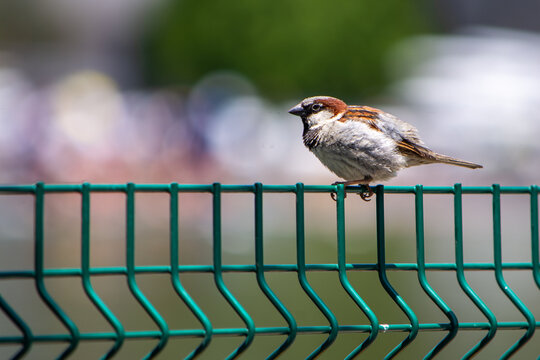 gorrion en una reja
