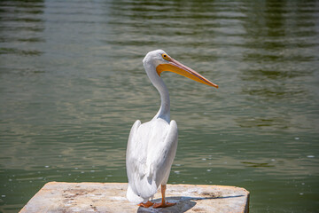 pelicano fuera del agua