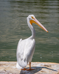 pelicano fuera del agua mirandonos