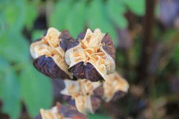 真上から撮影した、実が裂けて種をこぼす寸前のウバユリ