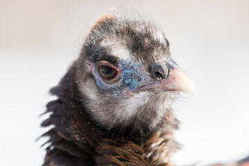 wild turkey portrait in winter