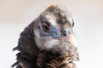 wild turkey portrait in winter