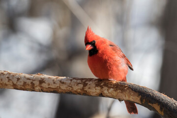 Male northern cardinal (Cardinalis cardinalis) 