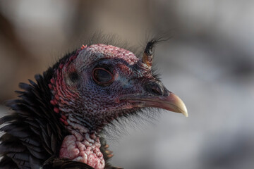 wild turkey portrait in winter