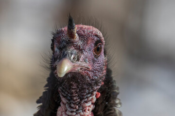 wild turkey portrait in winter