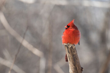 Male northern cardinal (Cardinalis cardinalis) 